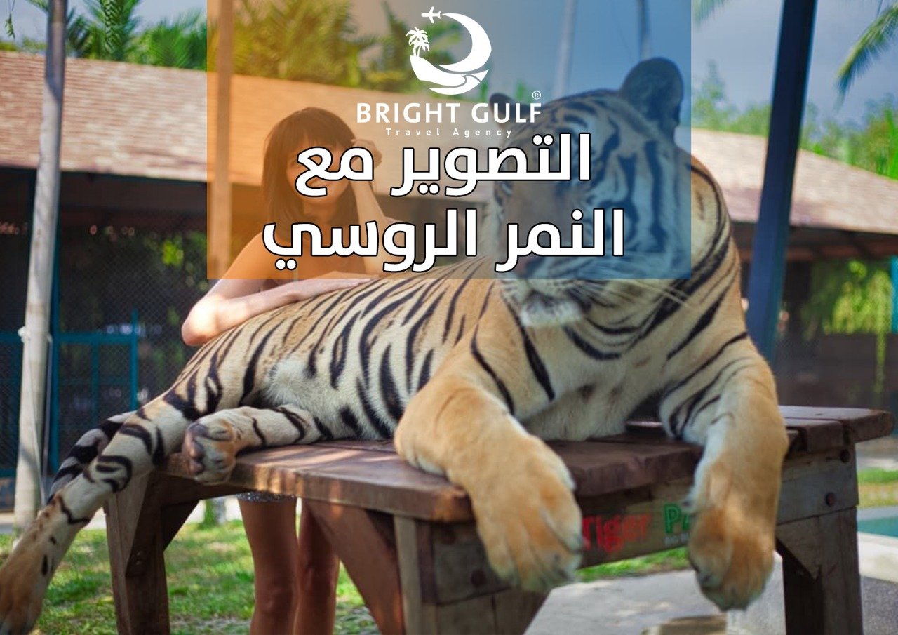 التصوير مع النمر الروسي